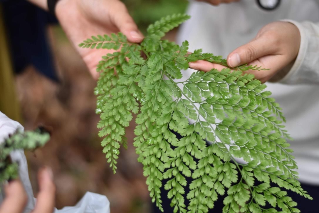 シダ植物の魅力　吉野山のさんぽ道～シダにまみれるハイキング～
